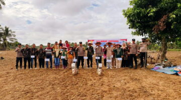 Lahan Kosong di Desa Sikak Kini Produktif, Polsek Cerenti Pimpin Tanam Jagung Bersama Warga